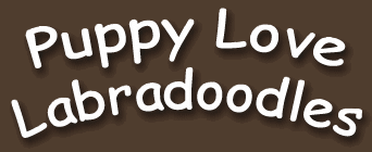 Puppy Love Labradoodles - Calgary Labradoodle